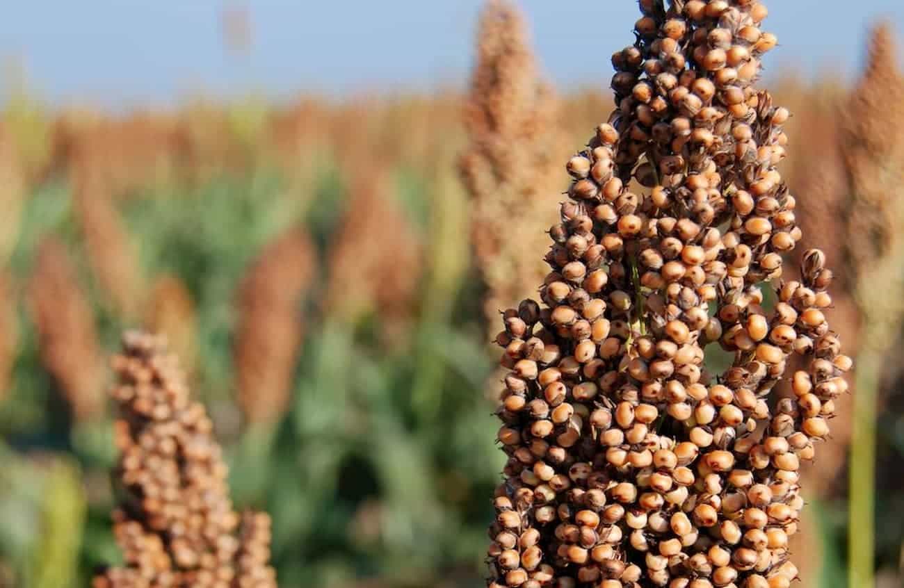 China compra 95,5% do sorgo exportado pelo Brasil e abre nova frente para a segunda safra