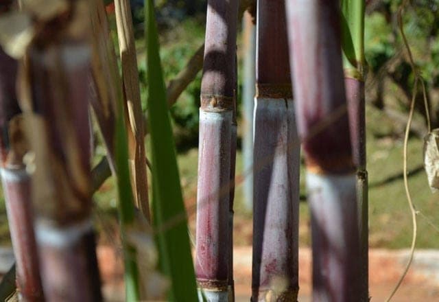Centro-sul: Moagem de cana é prejudicada na segunda quinzena de agosto