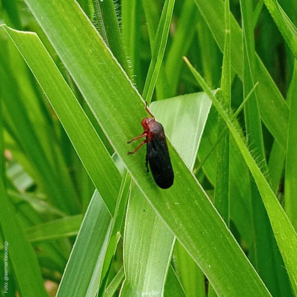 Pragas de pastagens merecem maior atenção dos pecuaristas