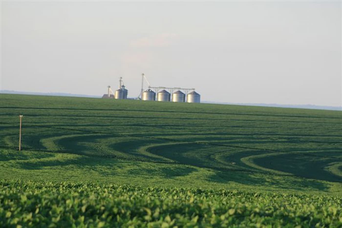 Soja: confira o reajuste da produção da safra 21/22 em Mato Grosso