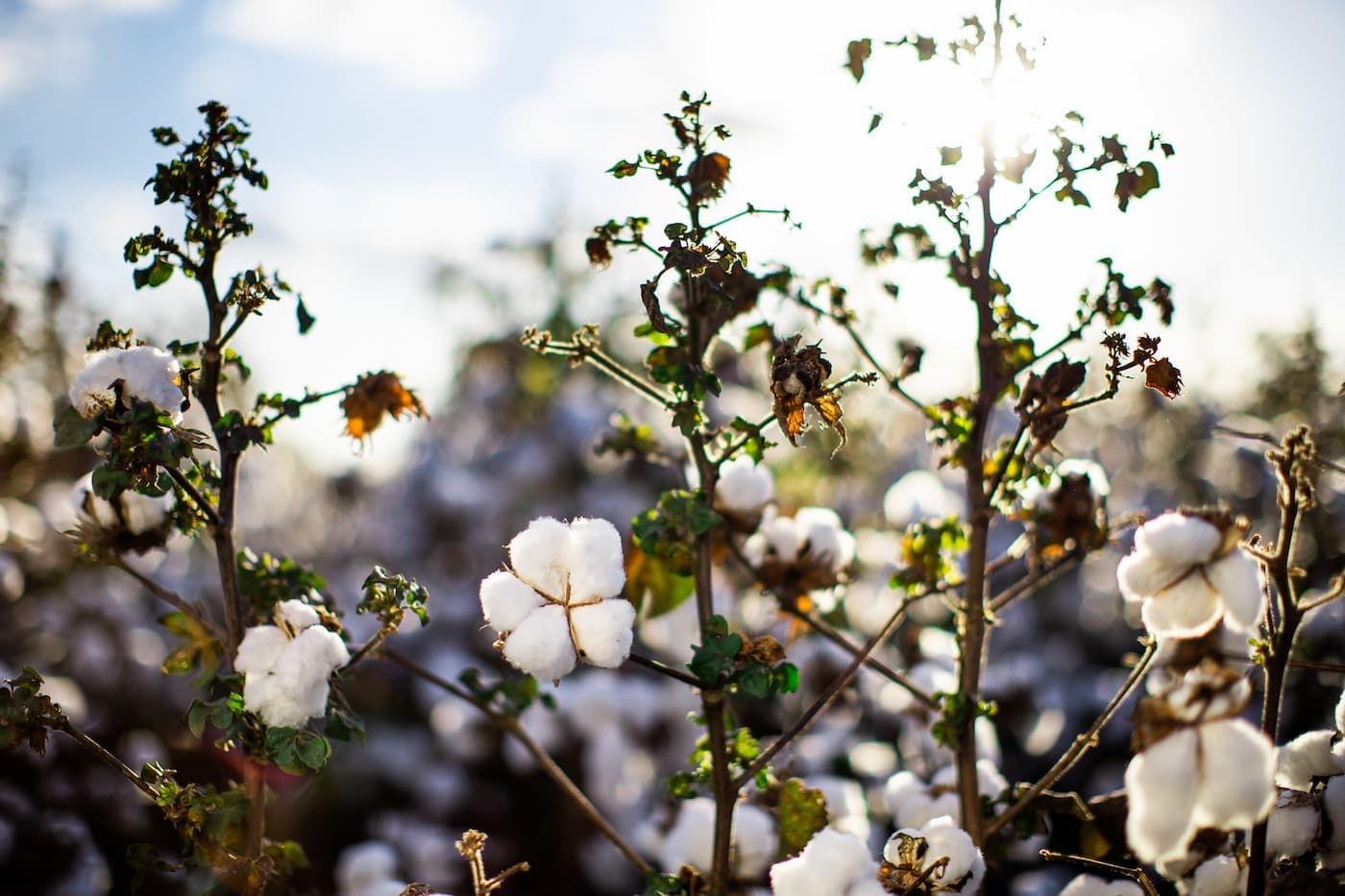 Preço da pluma do algodão na Bolsa de NY segue em queda