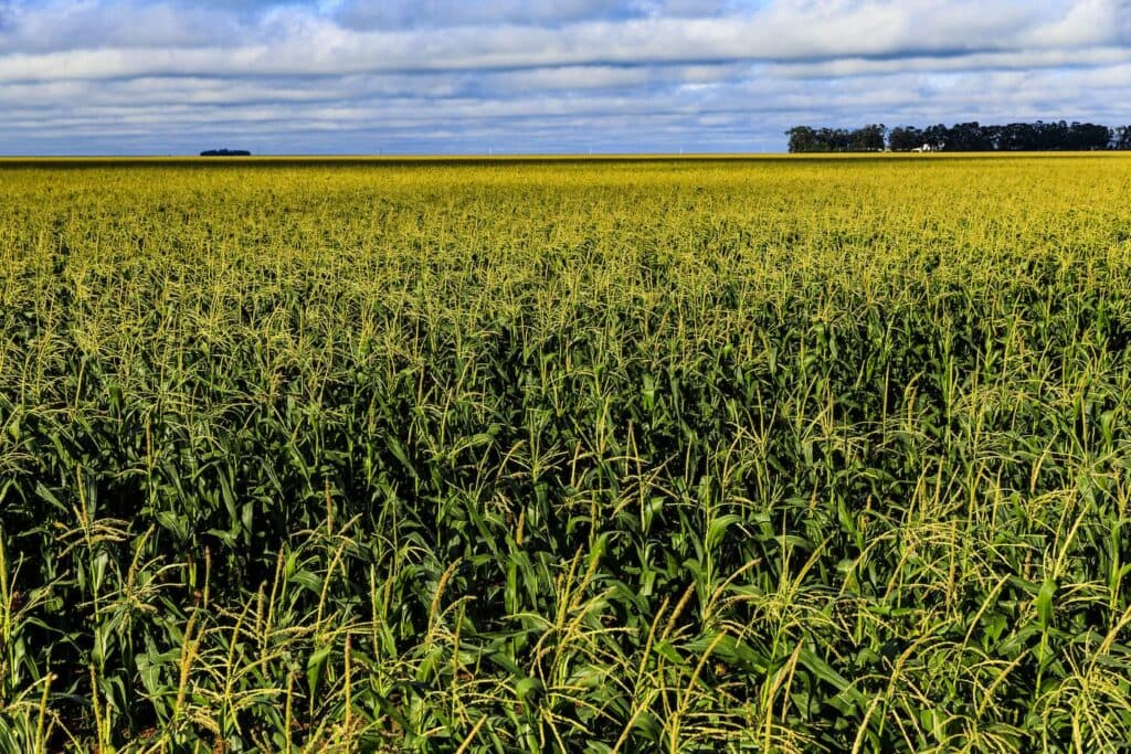 Negócios internos do milho seguem lentos