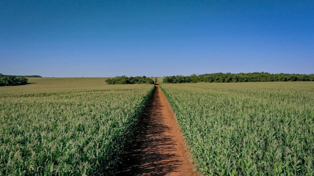 Milho: custeio têm nova alta em Mato grosso