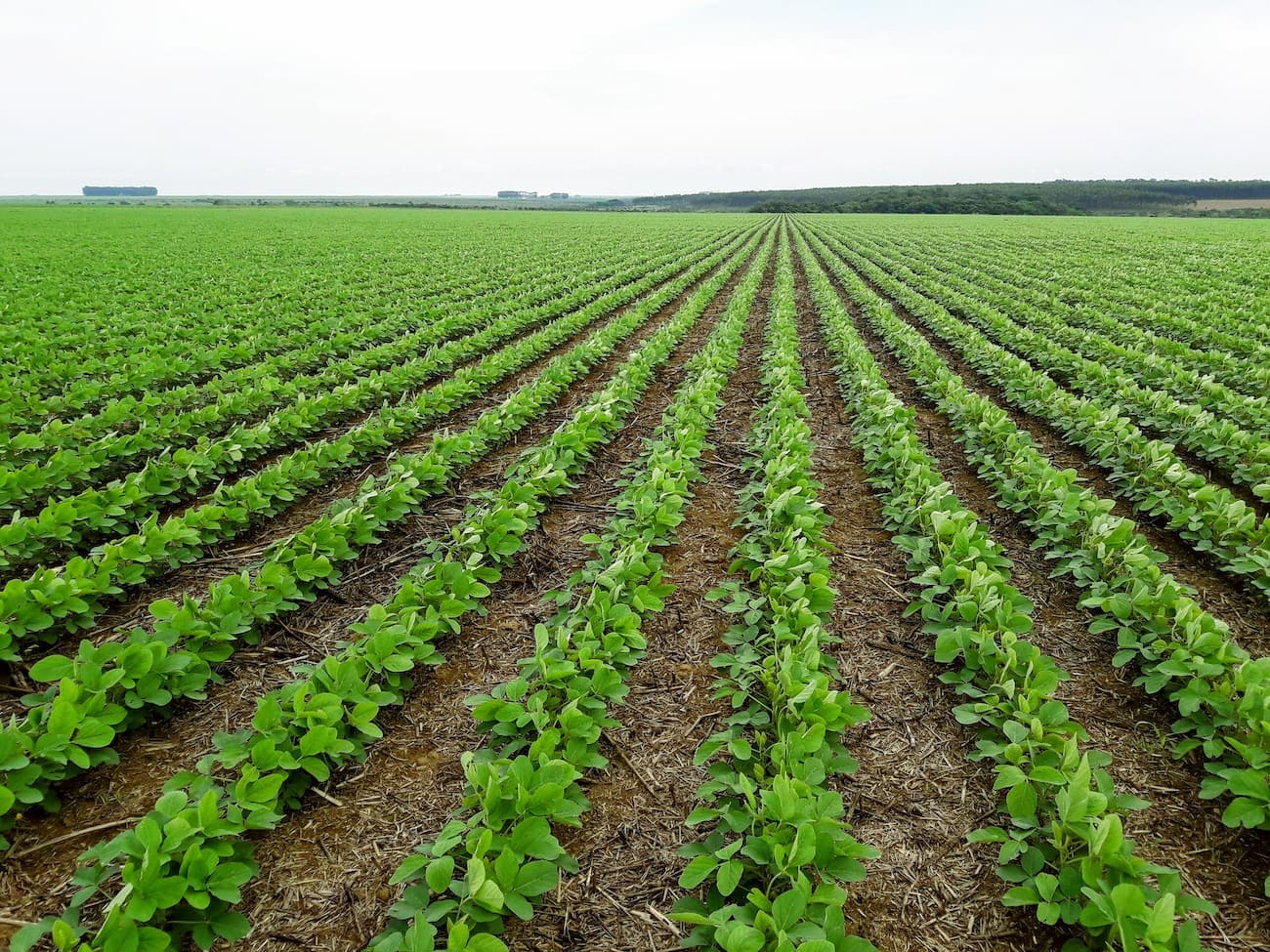 Soja: os resultados apontaram incremento em 2022