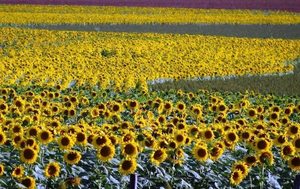 Ministério da Agricultura publica zoneamento das culturas da soja e do girassol