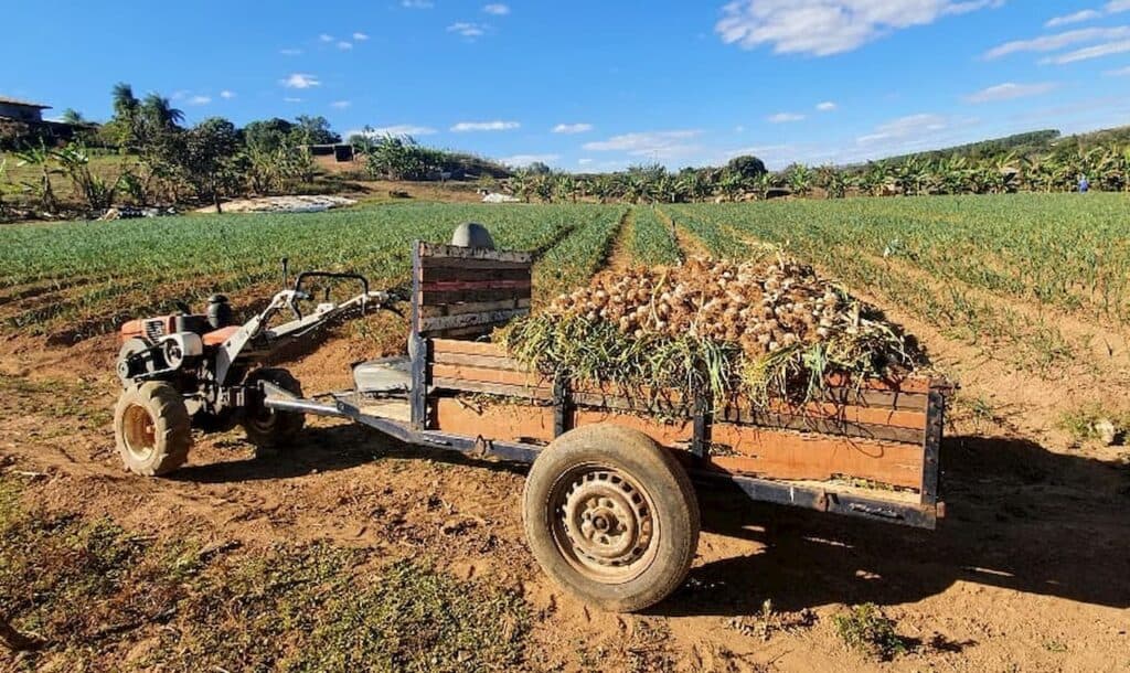 Pequeno produtor investe em cultivo de alho e colhe 12 toneladas em Goiás