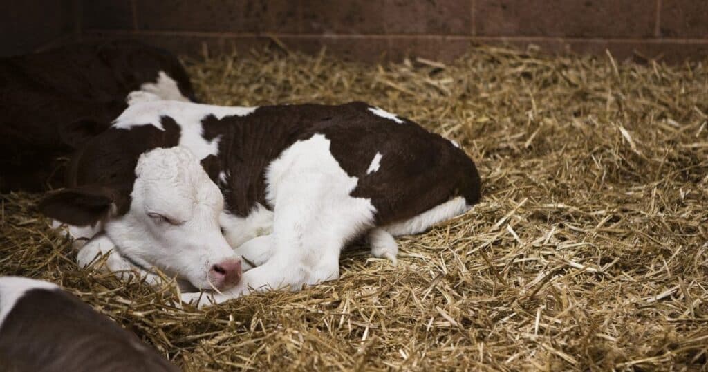 Veja 7 dicas sobre cria e recria de bezerras e novilhas