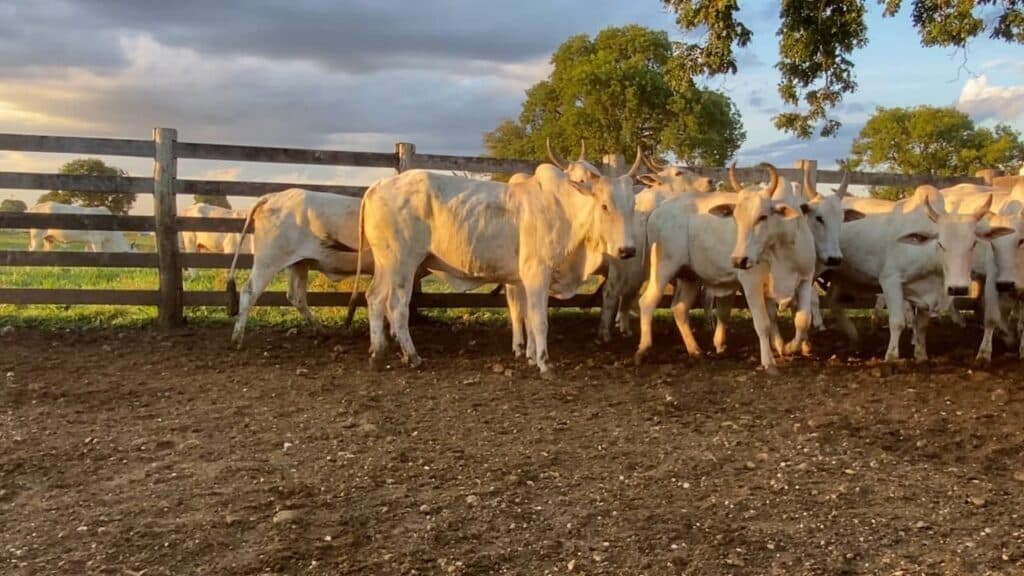 Guia prático do CRMV-SP auxilia profissionais na notificação obrigatória de doenças animais