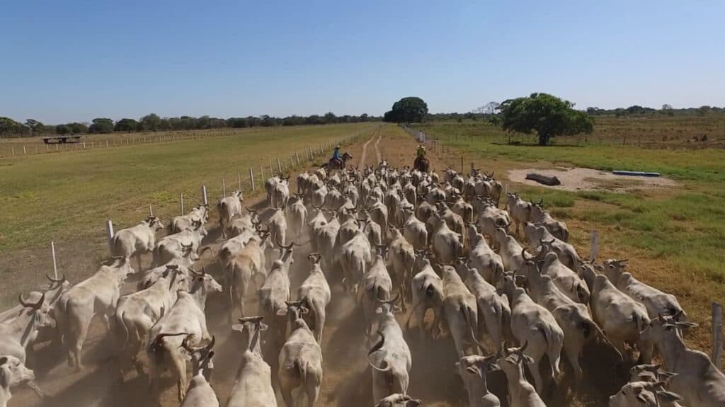 Mato Grosso segue com maior rebanho bovino do país, aponta IMEA