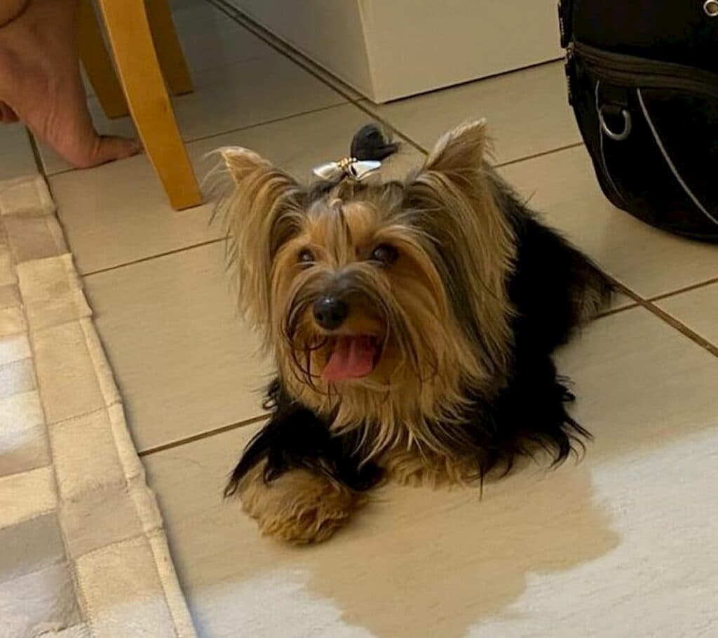 Câncer de mama em cães: uma doença silenciosa e comum