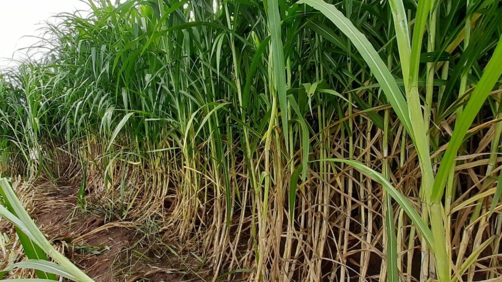 Capiaçu é alternativa para redução de custos no rebanho de corte e leite neste período da seca