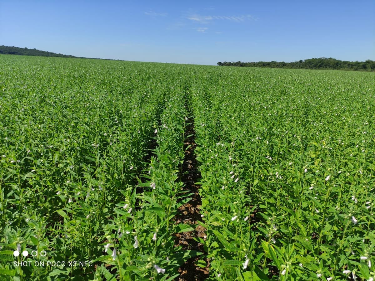 Brasil exporta gergelim para África do Sul