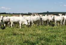 Pastor da Mantiqueira: Conheça o famoso “Cão Boiadeiro Brasileiro”
