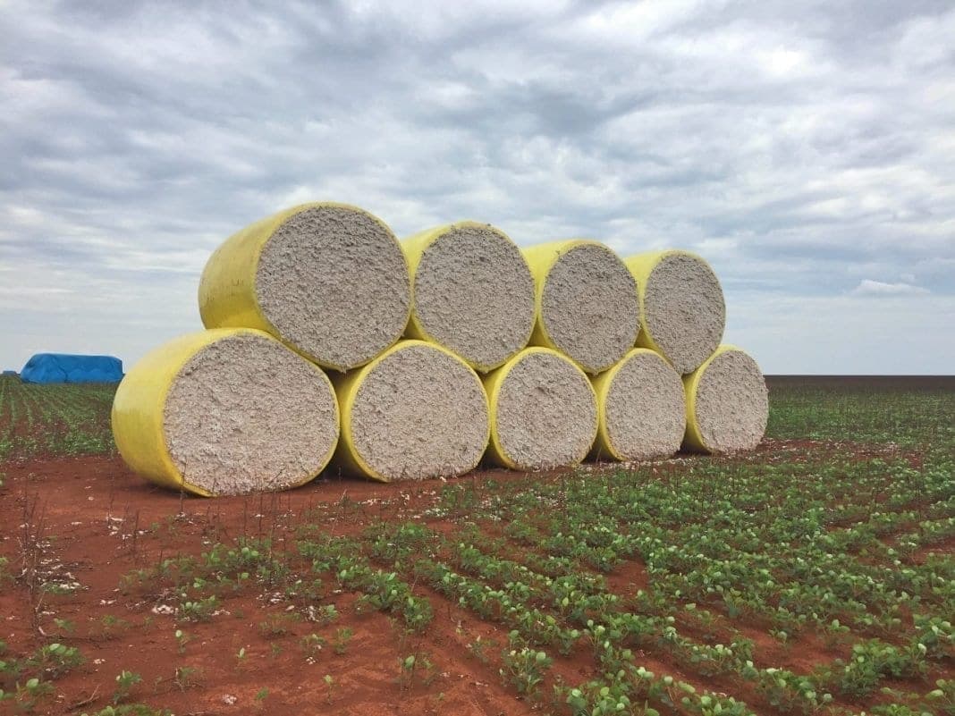 Algodão: em MT, a paridade julho de 2023 apresentou redução