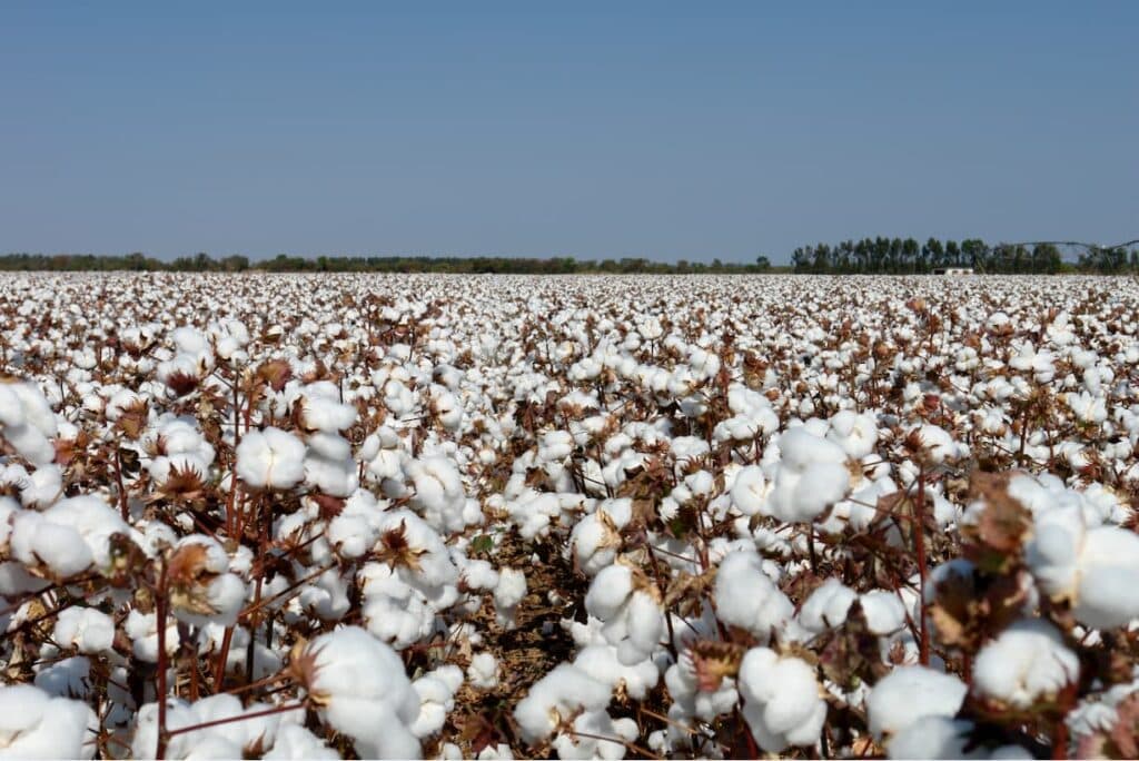 Algodão: preço segue firme e exportação a todo vapor