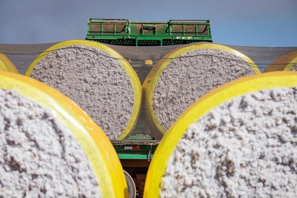 Preços do algodão disparam, confira!