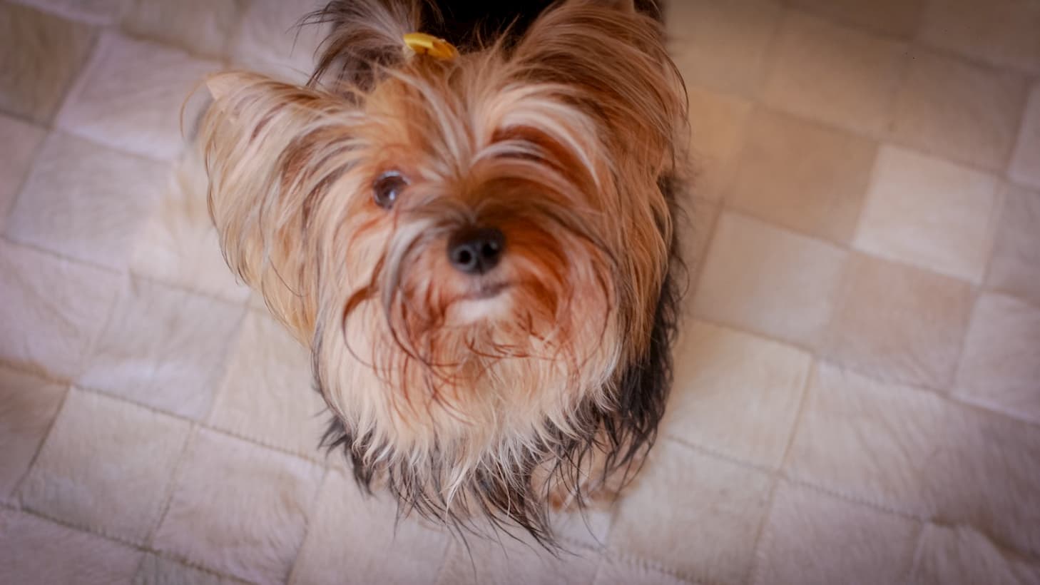 Como ômega 3 e ômega 6 podem transformar a saúde e a aparência do seu pet