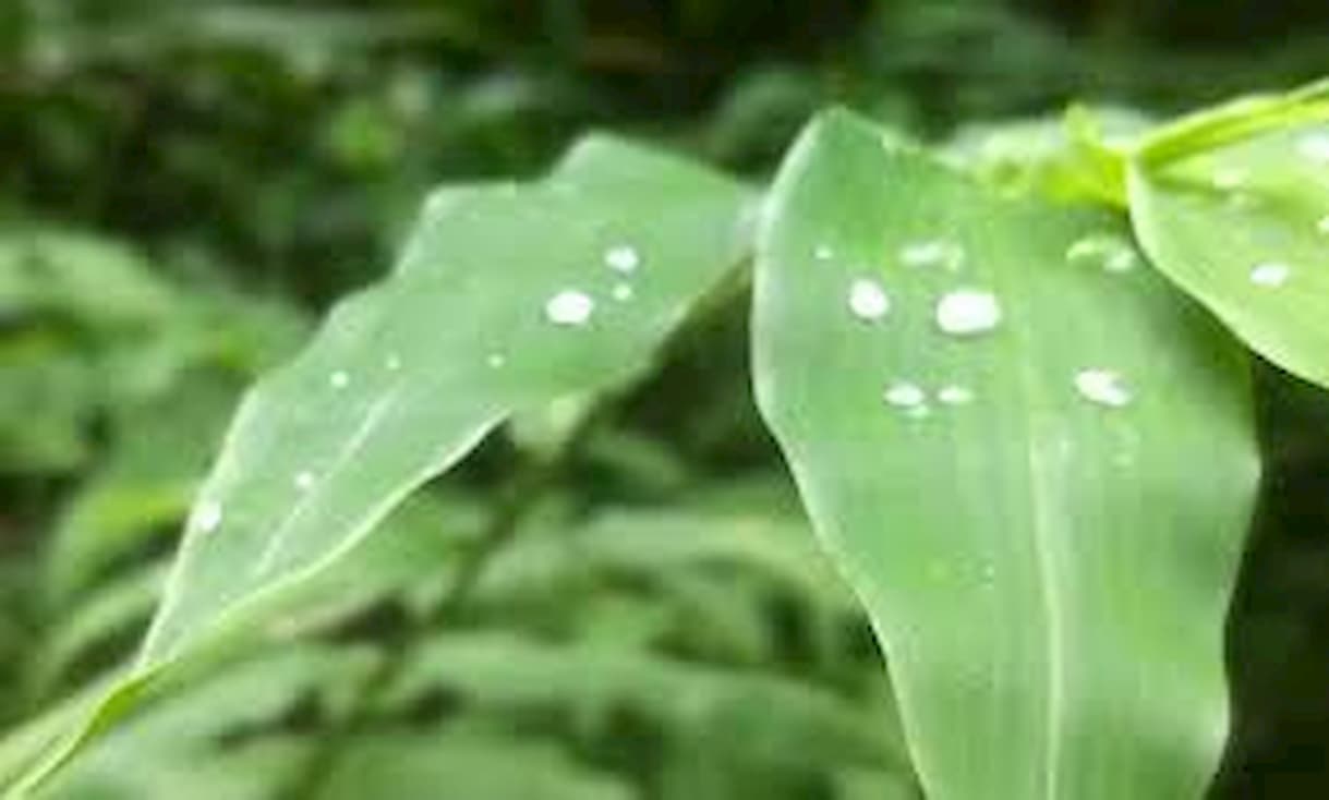 Confira a previsão do tempo para semana de 13 a 19 de janeiro