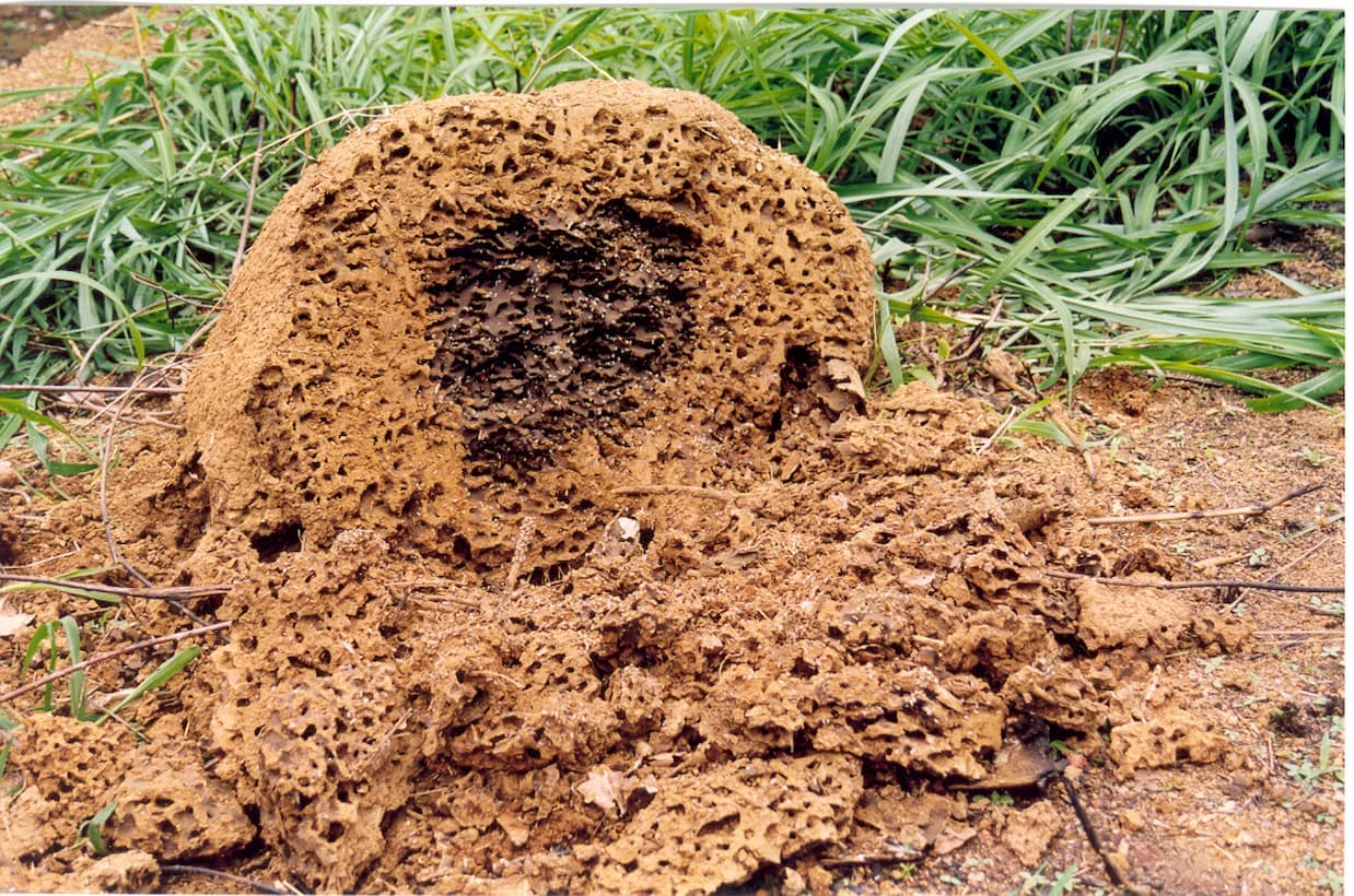 Proliferação de cupins exige trabalho preventivo