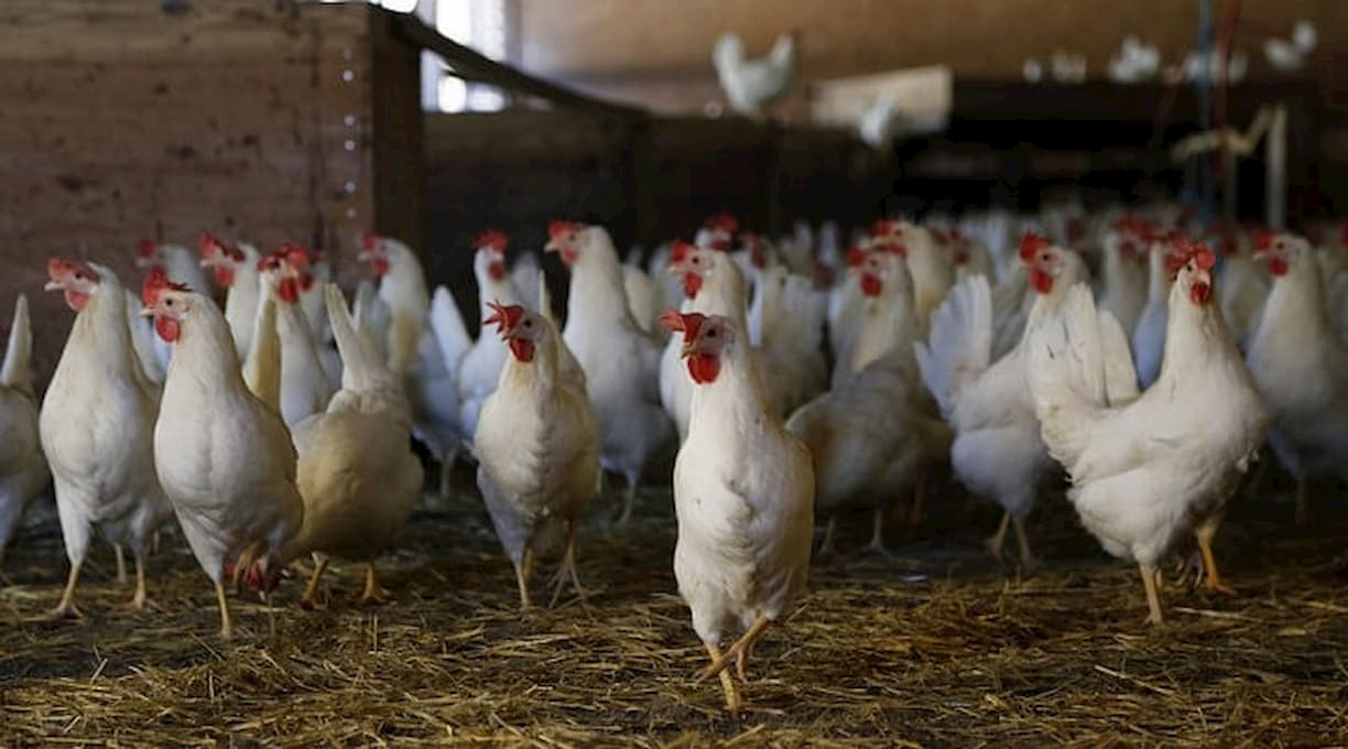 Você sabe quando as galinhas começam a botar ovos? Confira!