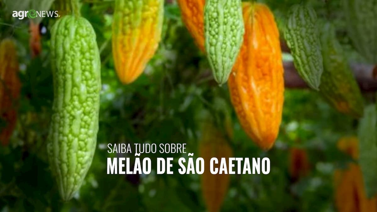 Melão de São Caetano – Saiba tudo sobre e como usá-lo