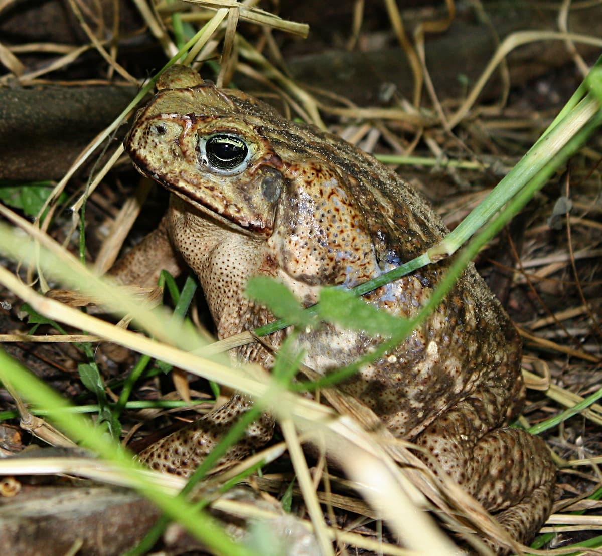 Todo sapo é venenoso? Saiba identificá-los e o que fazer
