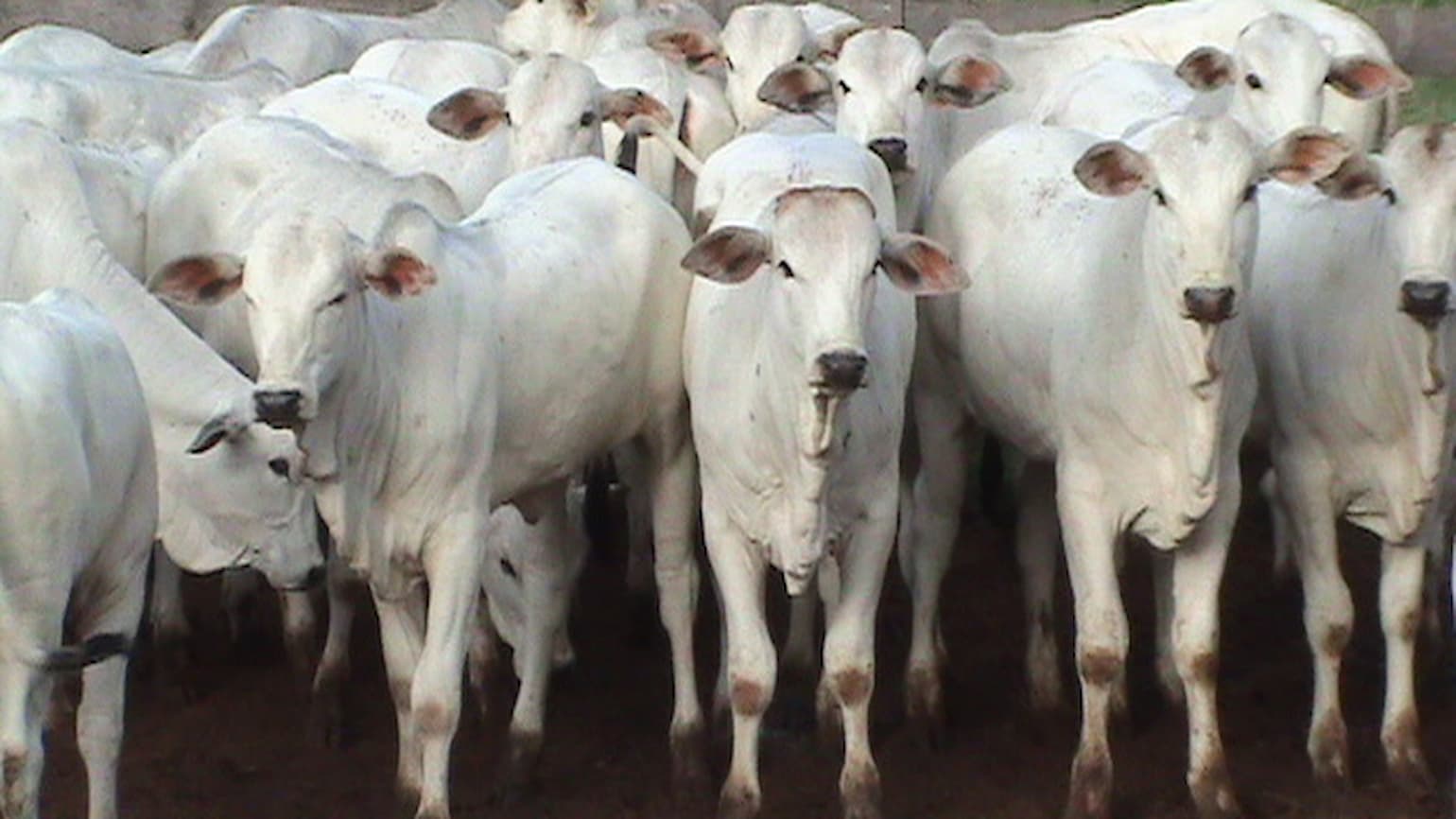 Mercado do boi 25 de maio