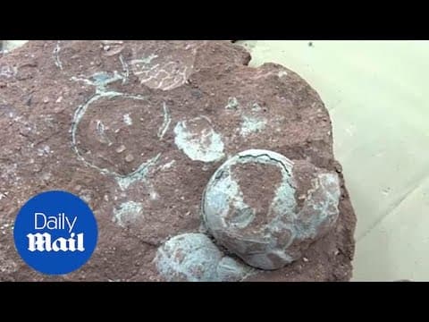 Ovos de dinossauros com 66 milhões de anos são encontrados por criança