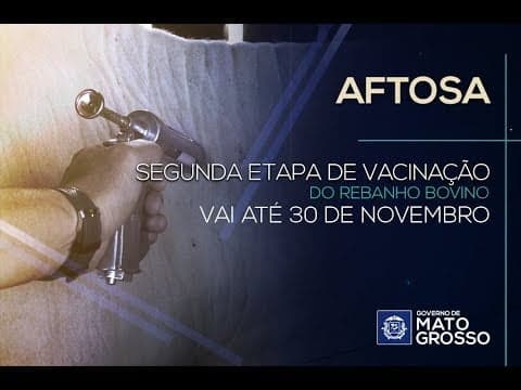 Segunda etapa de vacinação do rebanho bovino vai até 30 de novembro