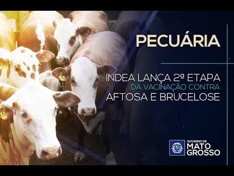Indea lança 2ª etapa da vacinação contra aftosa e brucelose