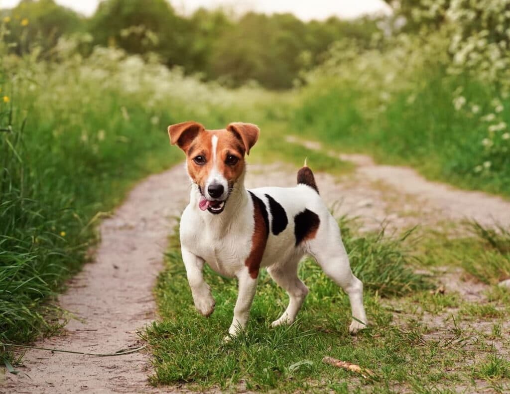 Jack Russell Terrier, o cão corajoso