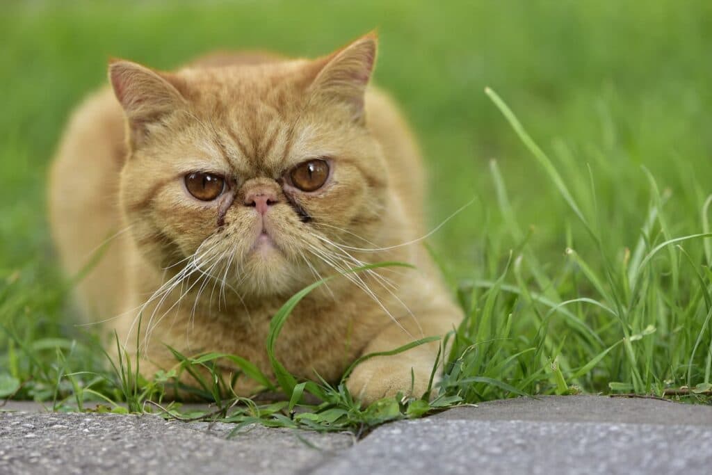 Por que os gatos enterram suas fezes?