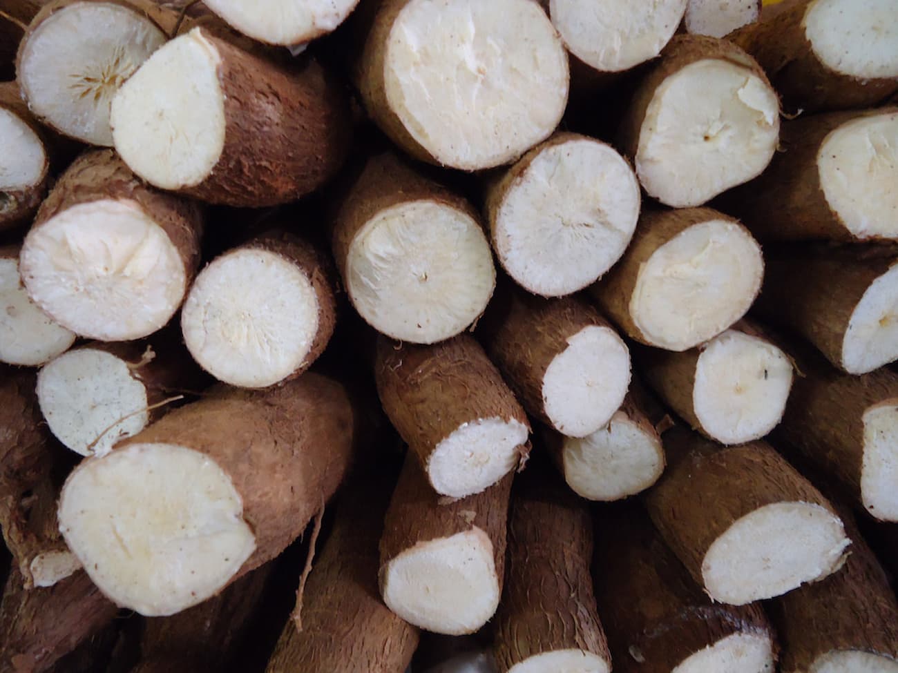 Preços da mandioca permanecem em queda em março 2023