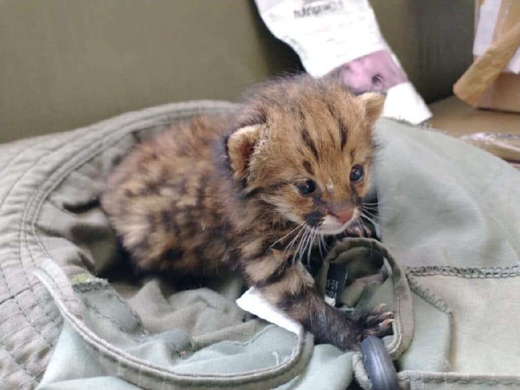 Em MT, Sema abre credenciamento de clínicas veterinárias, confira!