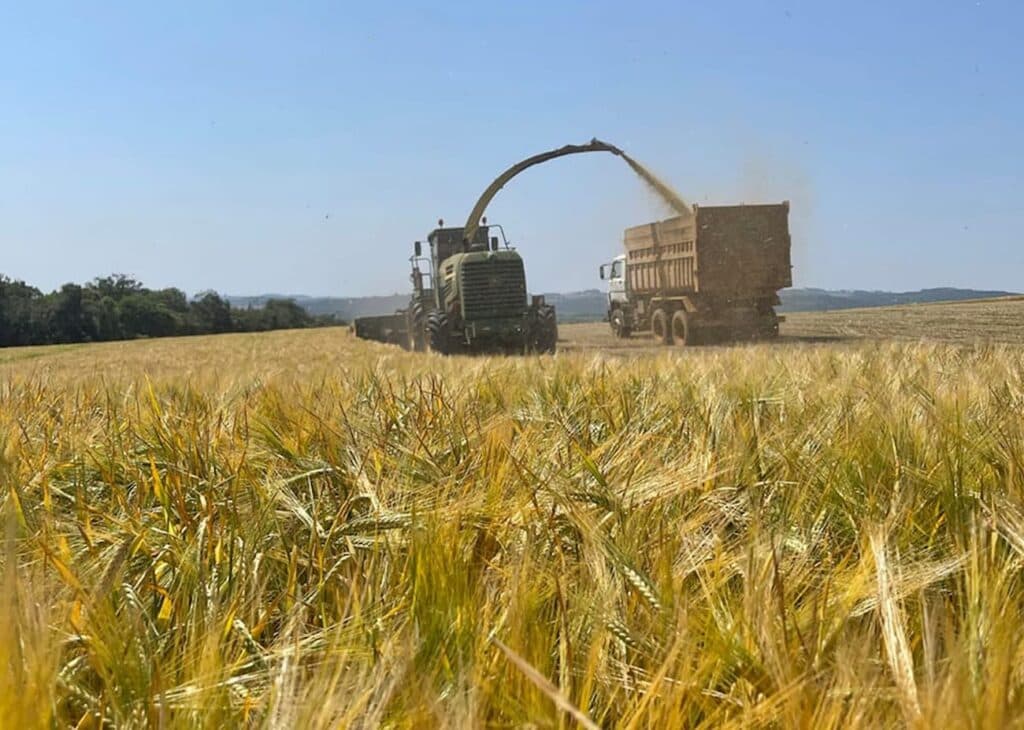 Cereais de inverno ganham espaço na nutrição de bovinos para carnes nobres, confira!