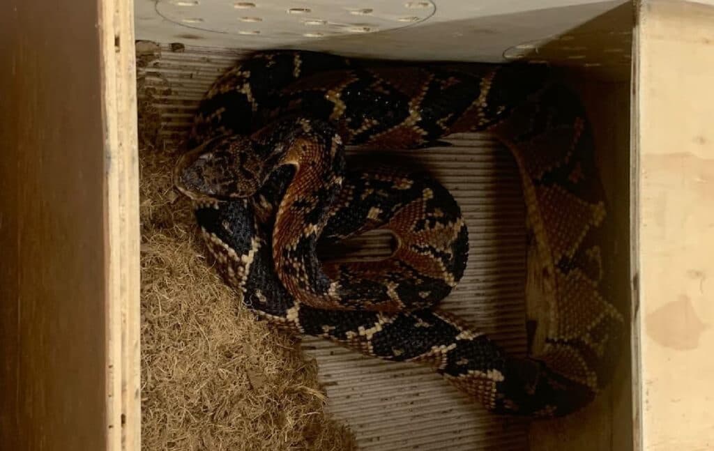 Em MT, Sema destina cobra surucucu a instituto para produção de soro antiofídico