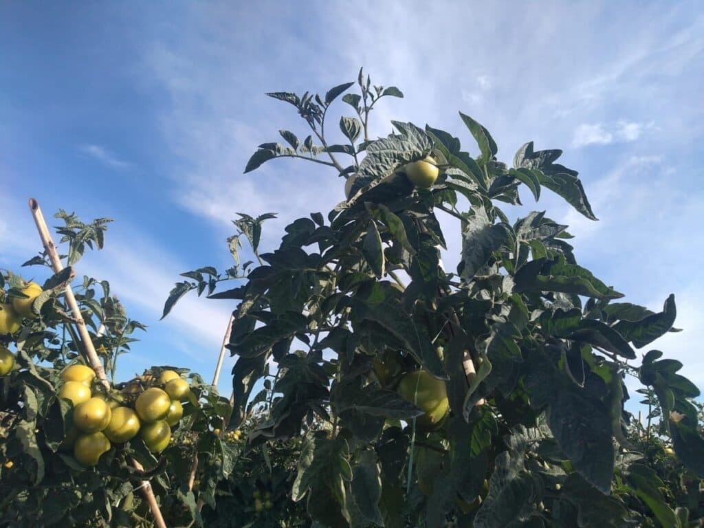 Estiagem exige cuidado redobrado com safra de tomate