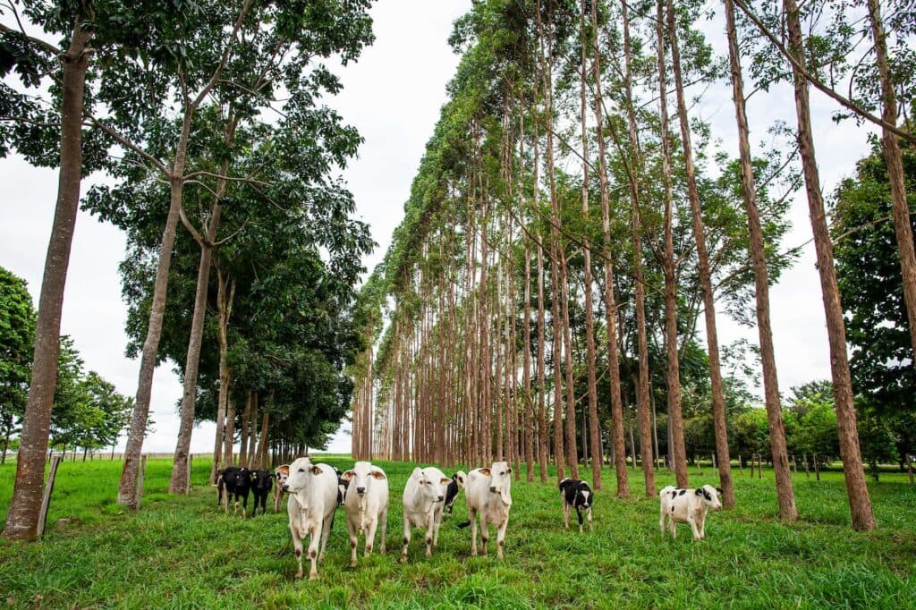 Boi: diferencial de base da arroba entre MT e SP recua em jun/22