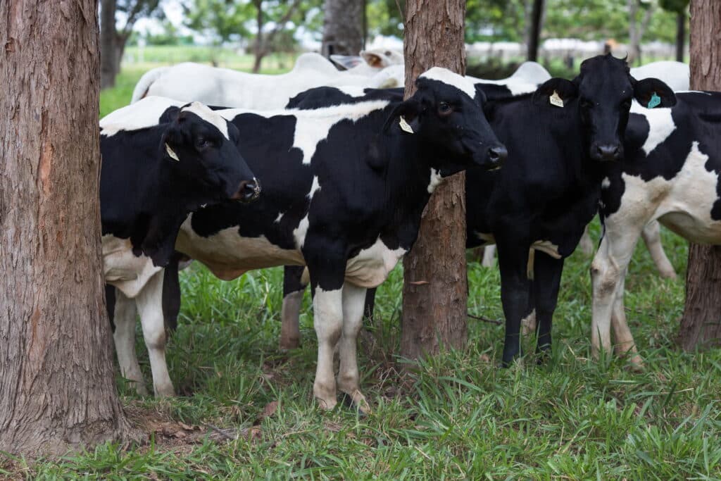 Retrospectiva 2024: PAA investiu R$ 26 milhões na agricultura familiar em Goiás