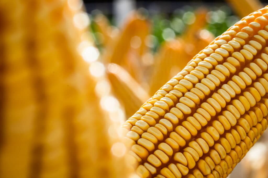 Colheita do milho em andamento, mas negócios seguem lentos