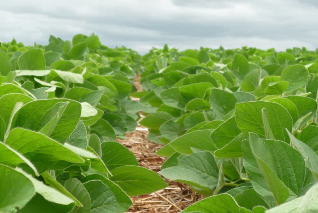 Atenção produtor! Vazio sanitário da soja inicia amanhã (15) em Mato Grosso