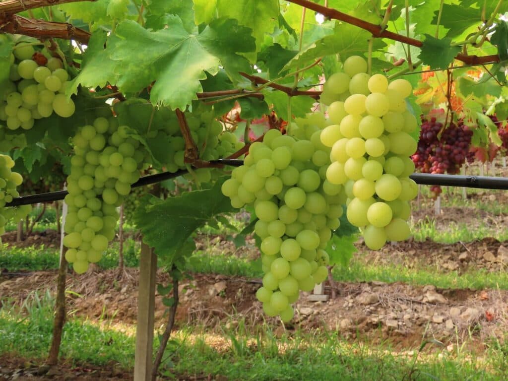 Preço mínimo da uva industrial será de R$ 1,58 Kg 2023