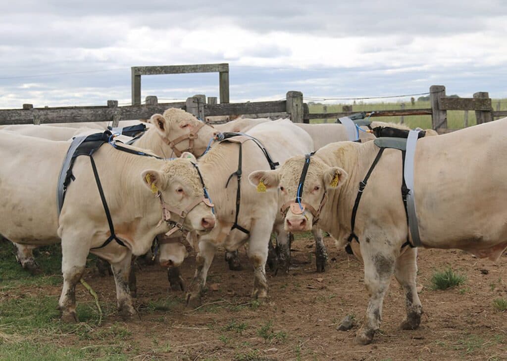 Nova metodologia mede emissão de metano em reprodutores bovinos