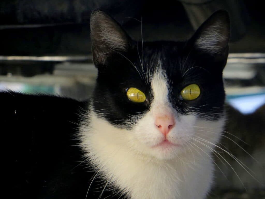 Seu gato consome pouca água? Temos a solução