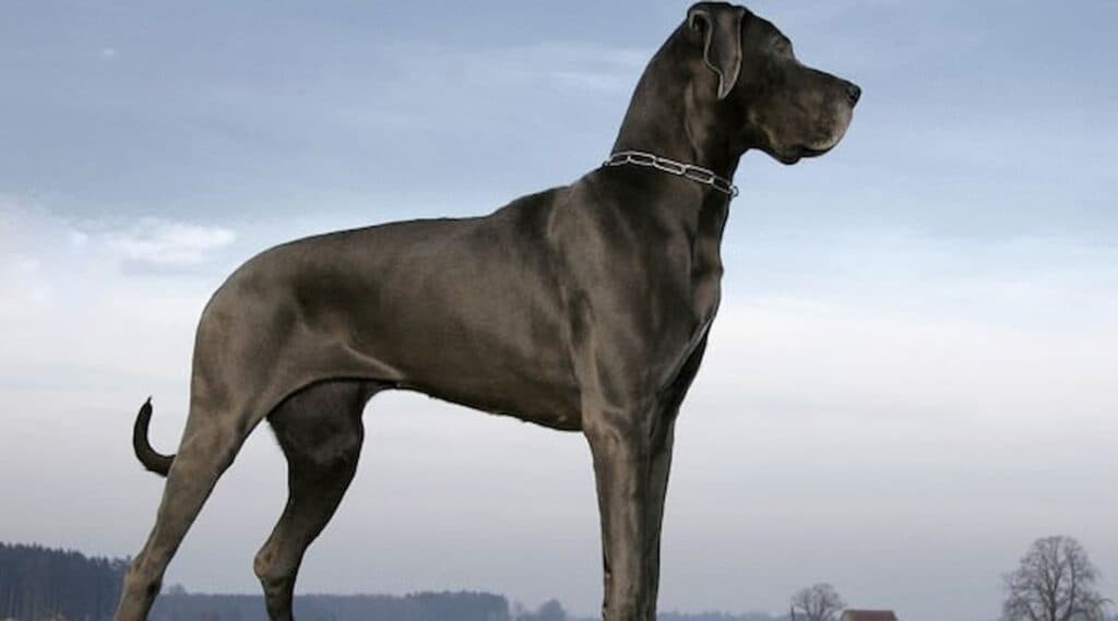 Dogue Alemão, o famoso cachorro gigante