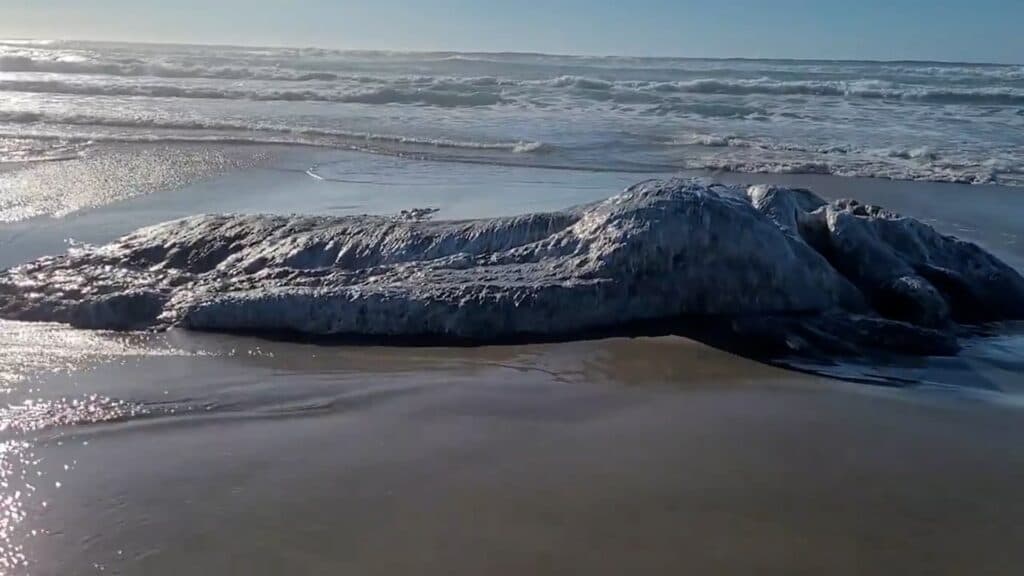 Monstro marinho cabeludo e misterioso aparece em praia dos EUA
