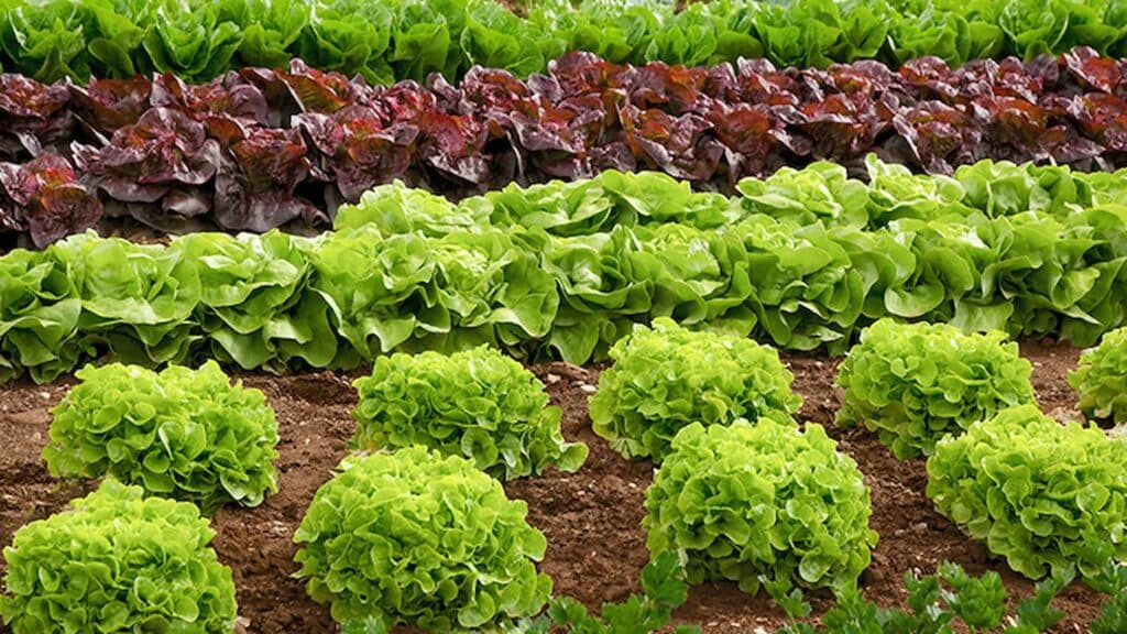 Chuvas seguem restringindo produção de alface