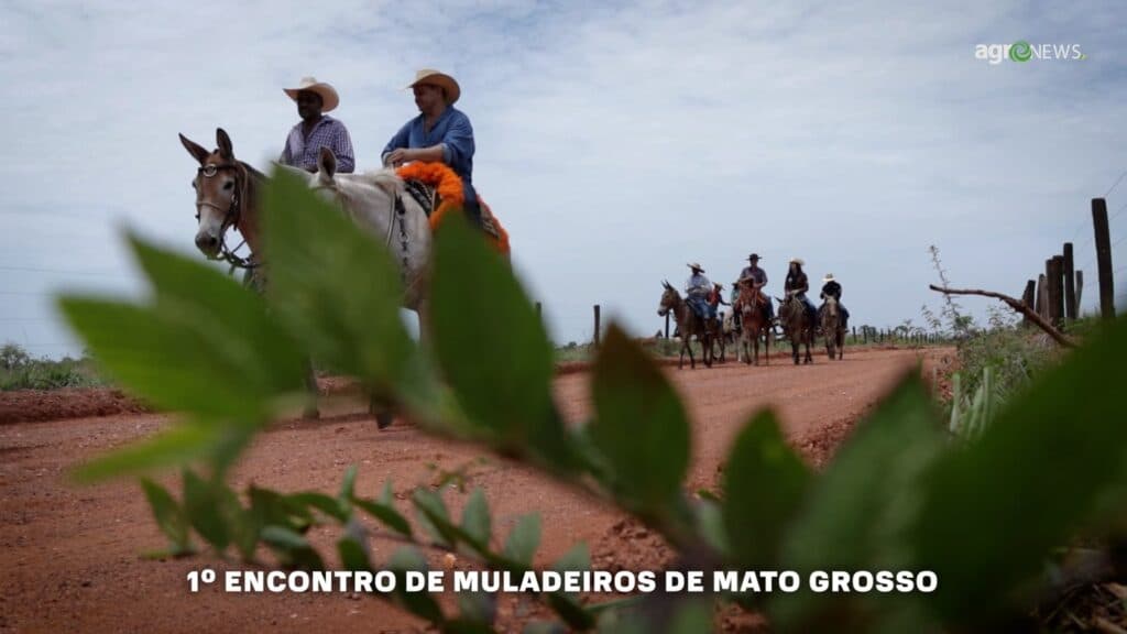 Tradição e festividades no 1º Encontro de Muladeiros de Mato Grosso