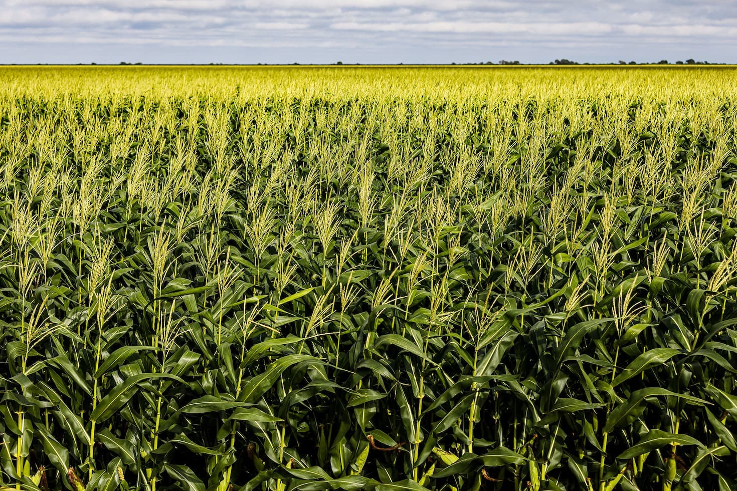 Produção de grãos crescerá 36,8% nos próximos 10 anos