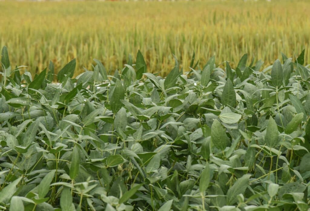 Benefícios da rotação de culturas e integração lavoura pecuária leva produtor a ser multissafras